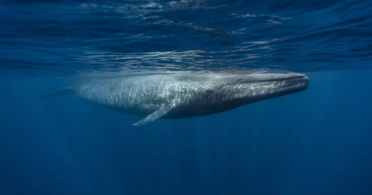 Science.  Underwater optical fibers allow whales to listen – Publimetro México