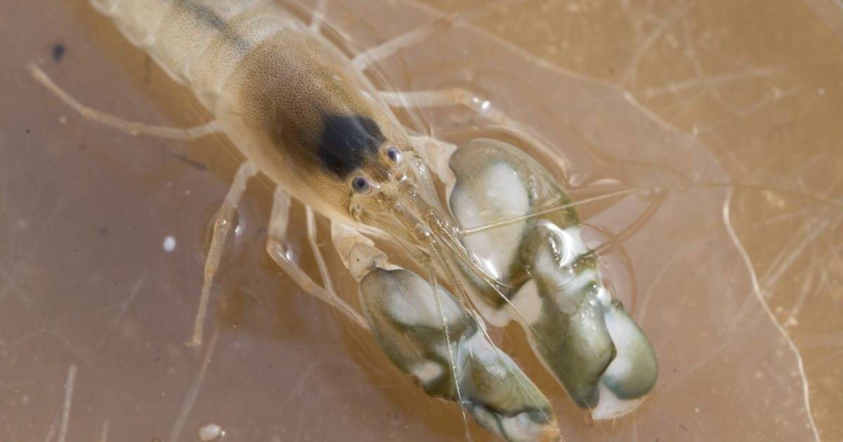 Science.- Shrimp make more noise due to higher temperatures – Publimetro México