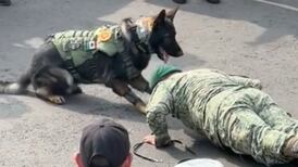 ¡Qué talento! Binomio canino enternece a público del Desfile Cívico Militar con sus lagartijas