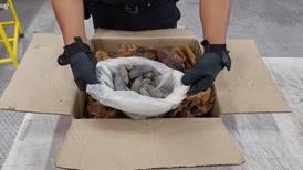 Decomisa Guardia Nacional 318 kilos de pulpo, especie en veda