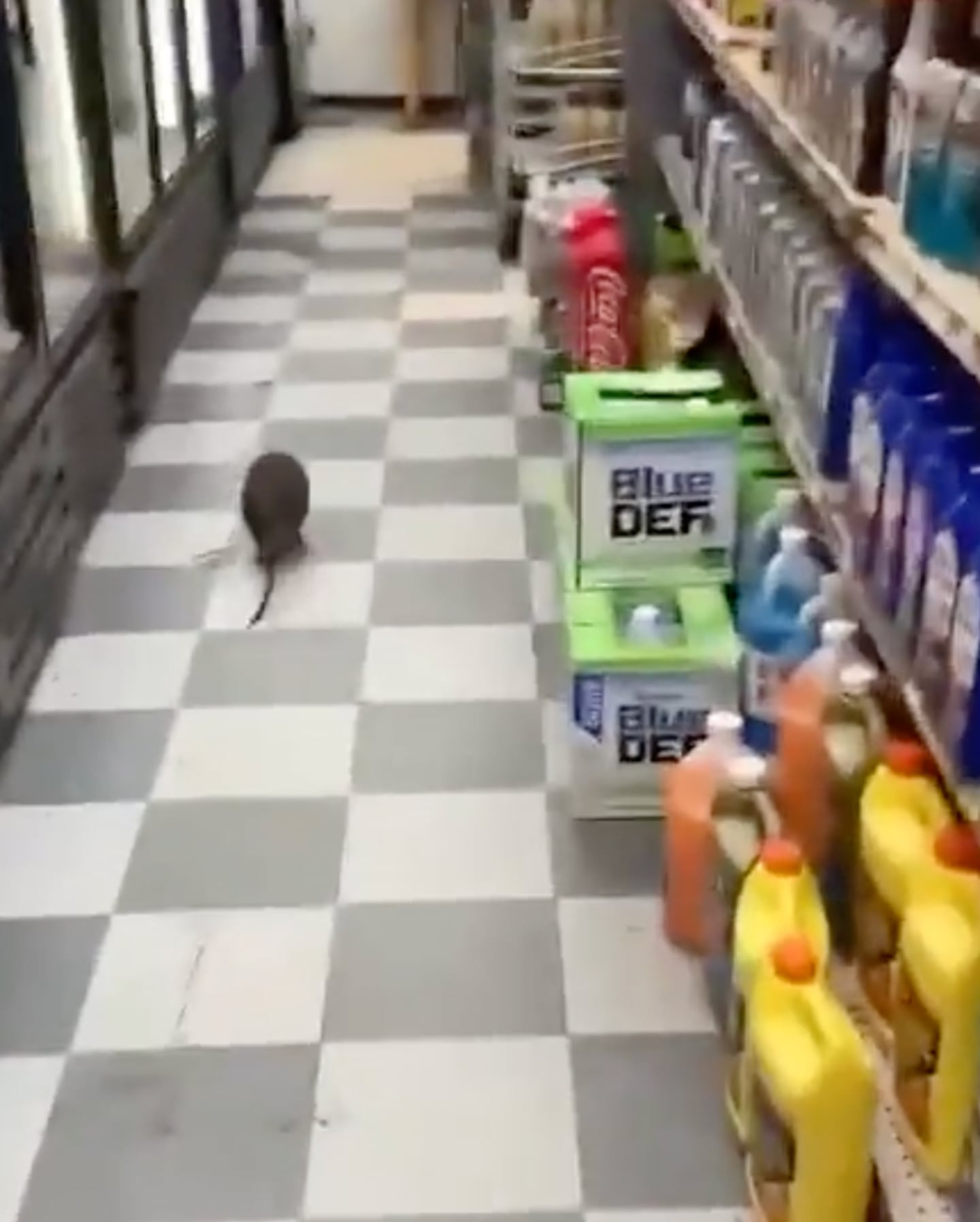 Captan a rata gigante en una tienda de Nueva York