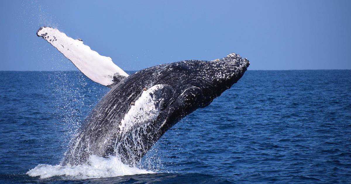 Science.  They discover the genes that make whales giant – Publimetro México