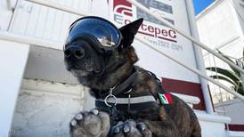¡Se va como héroe! Jubilan a ‘Rigoberto’, perro policía de Ecatepec tras años de servicio