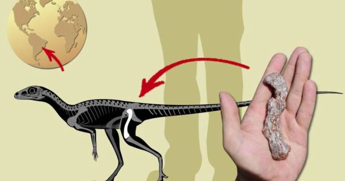 Science.-The oldest South American dinosaur precursor found in Brazil – Publimetro México