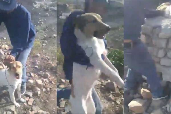 Niños arrojan perrito a un pozo de 15 metros de profundidad en Guanajuato