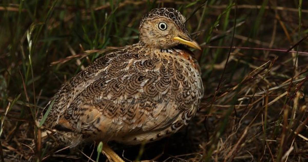 Science.  The world’s most endangered bird surfacing in Australian grasslands – Publimetro México
