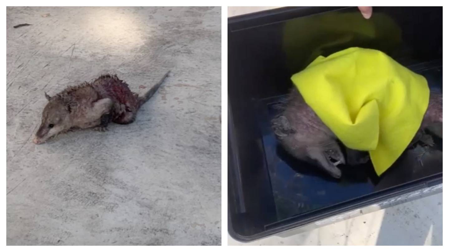 En redes sociales la secretaria de Turismo de Yucatán compartió el momento en que brindaron el apoyo para rescatar al animal y sanar sus heridas