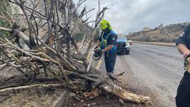 Suman 6 árboles derribados por vientos en la capital