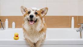 Hábitos de higiene para tu mascota