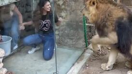 Acusan de abuso animal a zoológico por ingresar turistas en hábitat de león