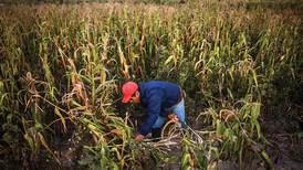 Arancel a maíz blanco no afecta a consumidores, pero desatará pugna con EU