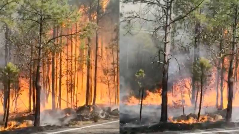Reportan 14 incendios forestales activos en Chihuahua