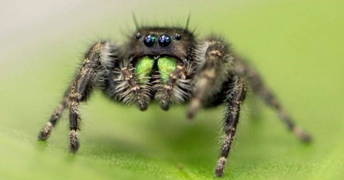 science.  Spiders lose sight when they starve – Publimetro México