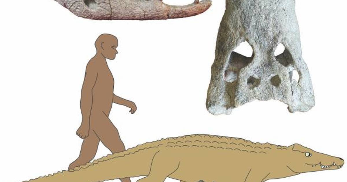 Science – Two new species of crocodiles that ate human ancestors – Publimetro México