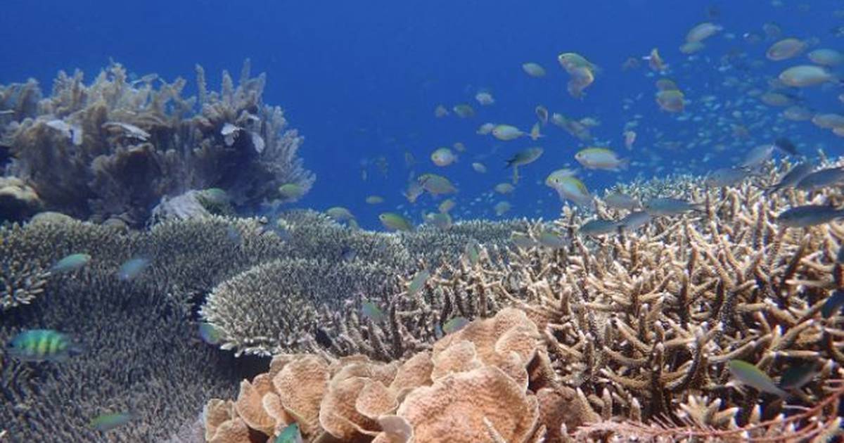 Sciences.  Correct diagnosis of the health status of coral reefs – Publimetro México