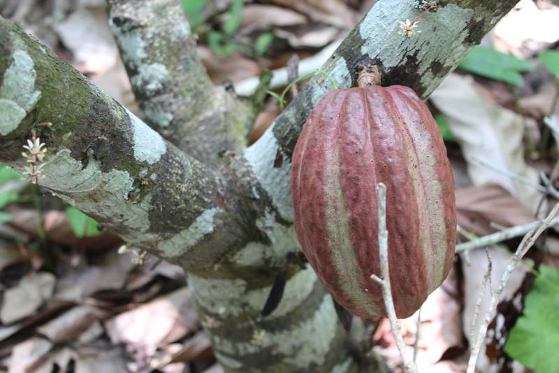 México busca maximizar la producción de cacao y repuntar como uno de los mayores productores del mundo