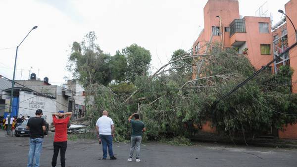 Lluvia y fuertes vientos en la CDMX derriban decenas de árboles, ramas y anuncios  