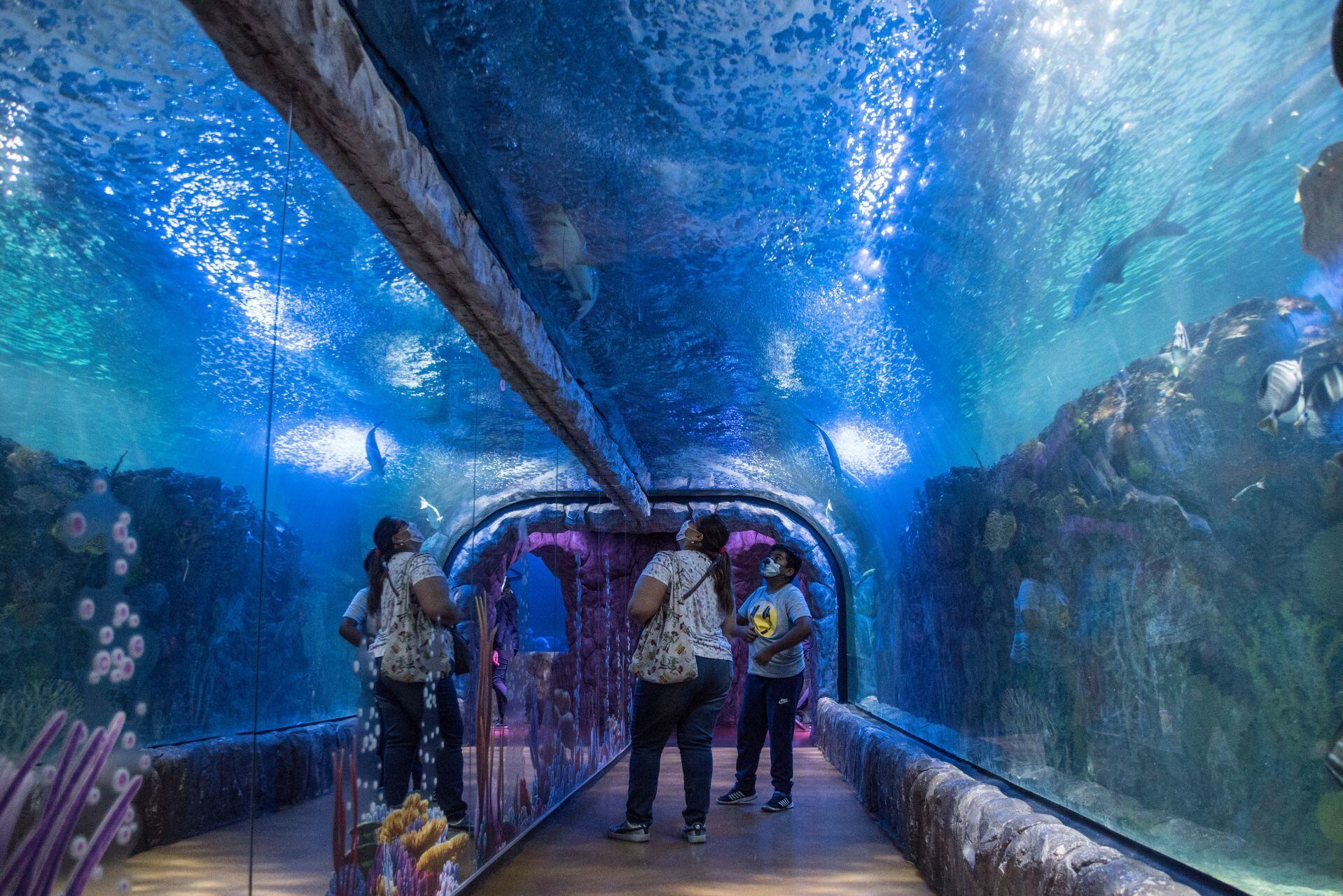 Acuario Inbursa: quién era la mujer que perdió la vida Acuario Inbursa: quién era la mujer que perdió la vida