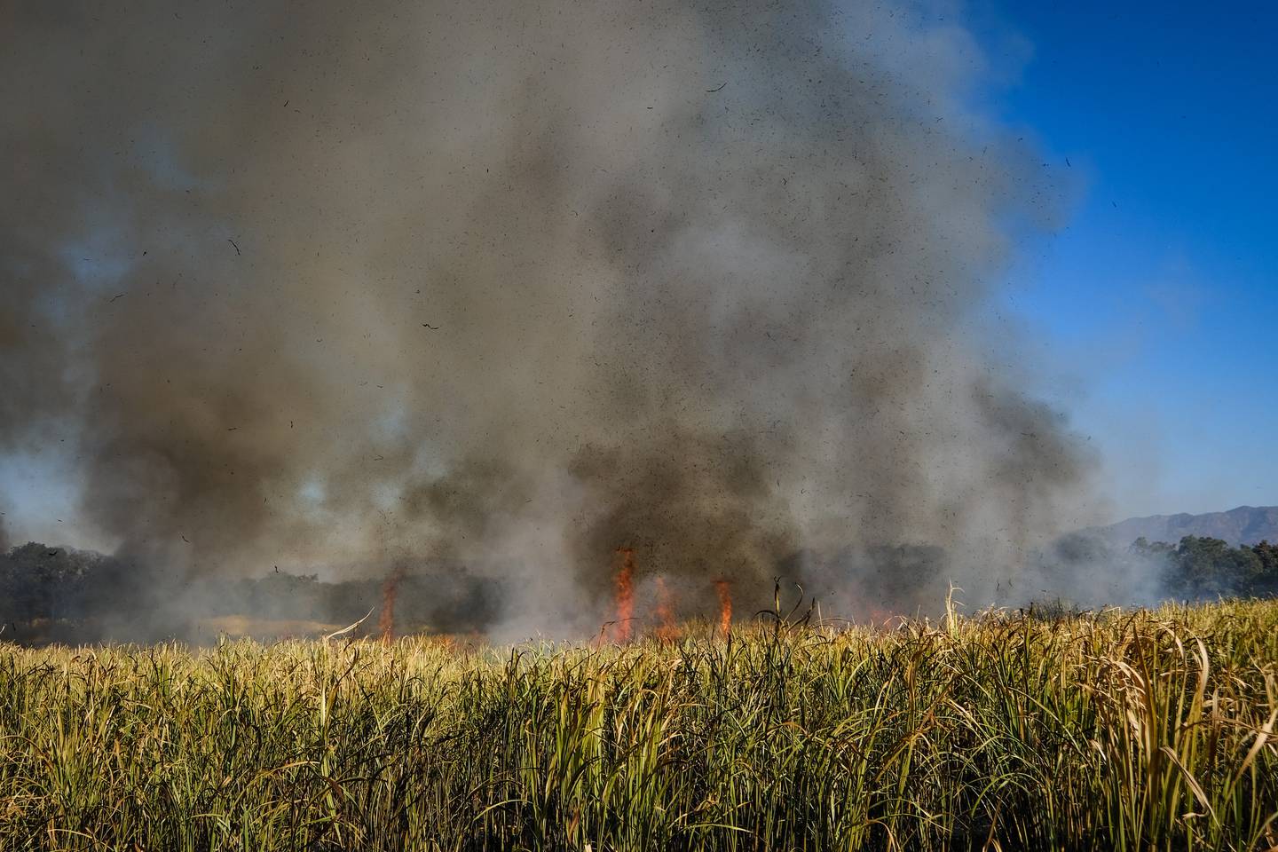 Autoridades insisten en denunciar las quemas agrícolas que son la principal causa de incendios forestales en la entidad.