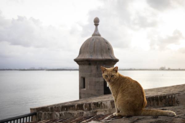 Famosos gatos callejeros de Puerto Rico serán retirados de sitio histórico