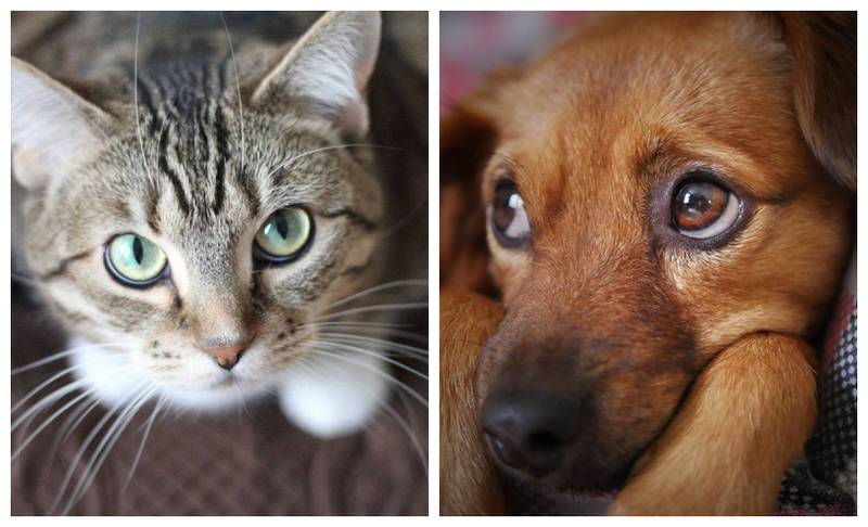 Día de la Independencia: Cómo cuidar a perros y gatos de la pirotecnia