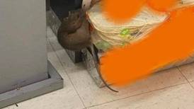 Encuentran a rata comiendo tortillas de harina en supermercado de Zacatecas