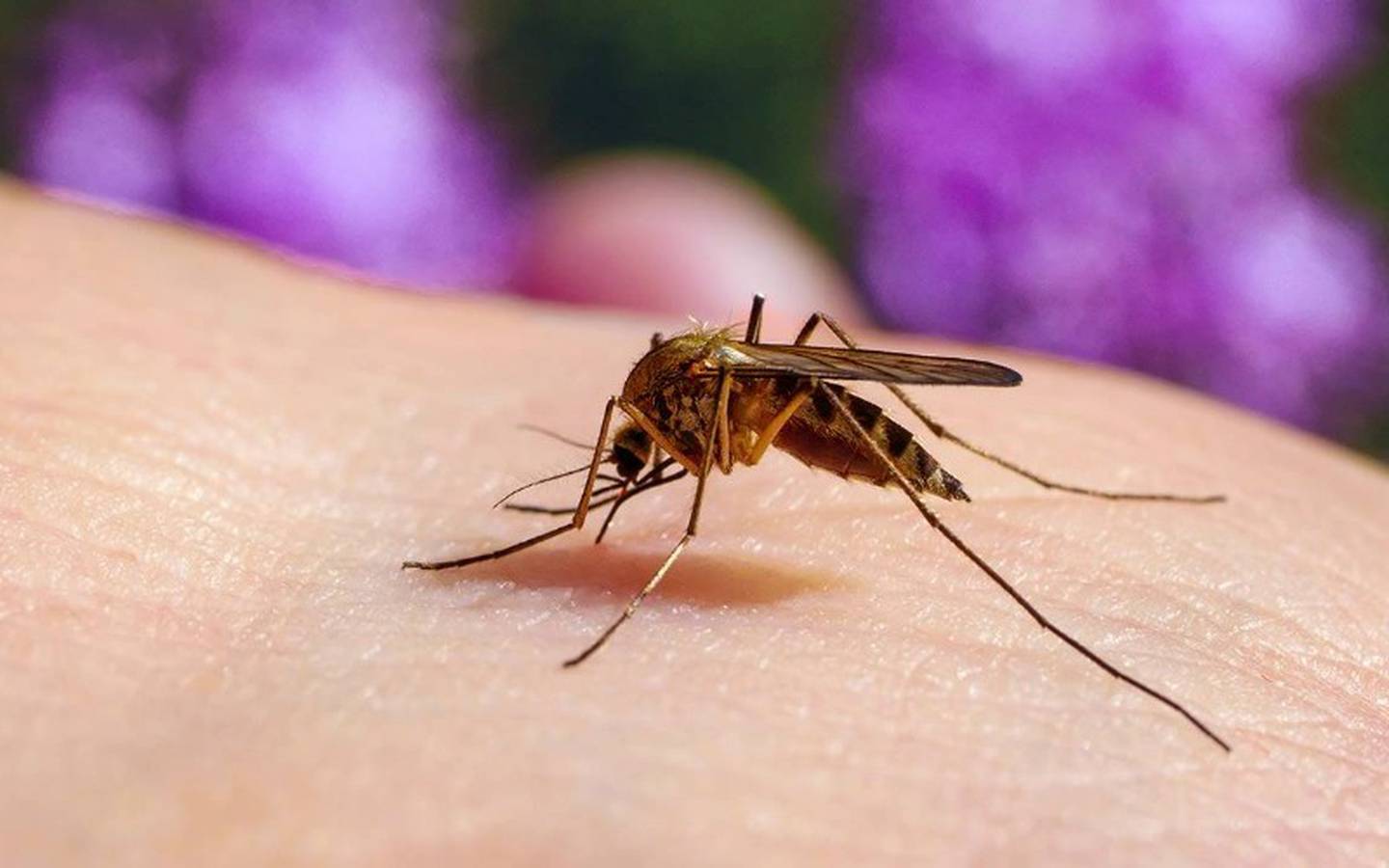 Estados Unidos en alerta por casos de malarias en el país.| Foto: Referencial