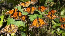Estudiarán WWF y UNAM implicación de la mariposa monarca en polinización de plantas