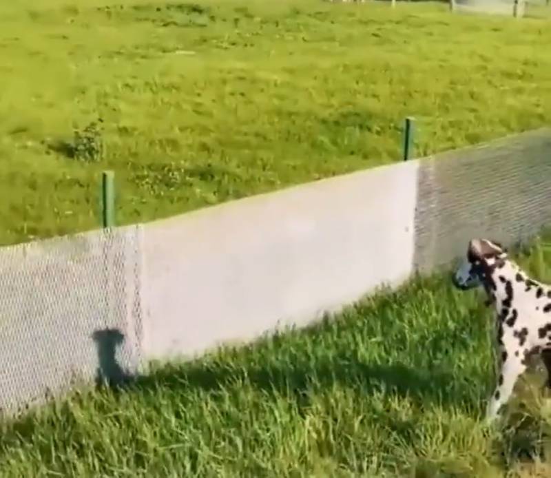 El video del perrito jugando con su sombra ha generado infinidad de reacciones en las redes sociales al ver lo divertido que se ve creyendo que hay otro perro más.