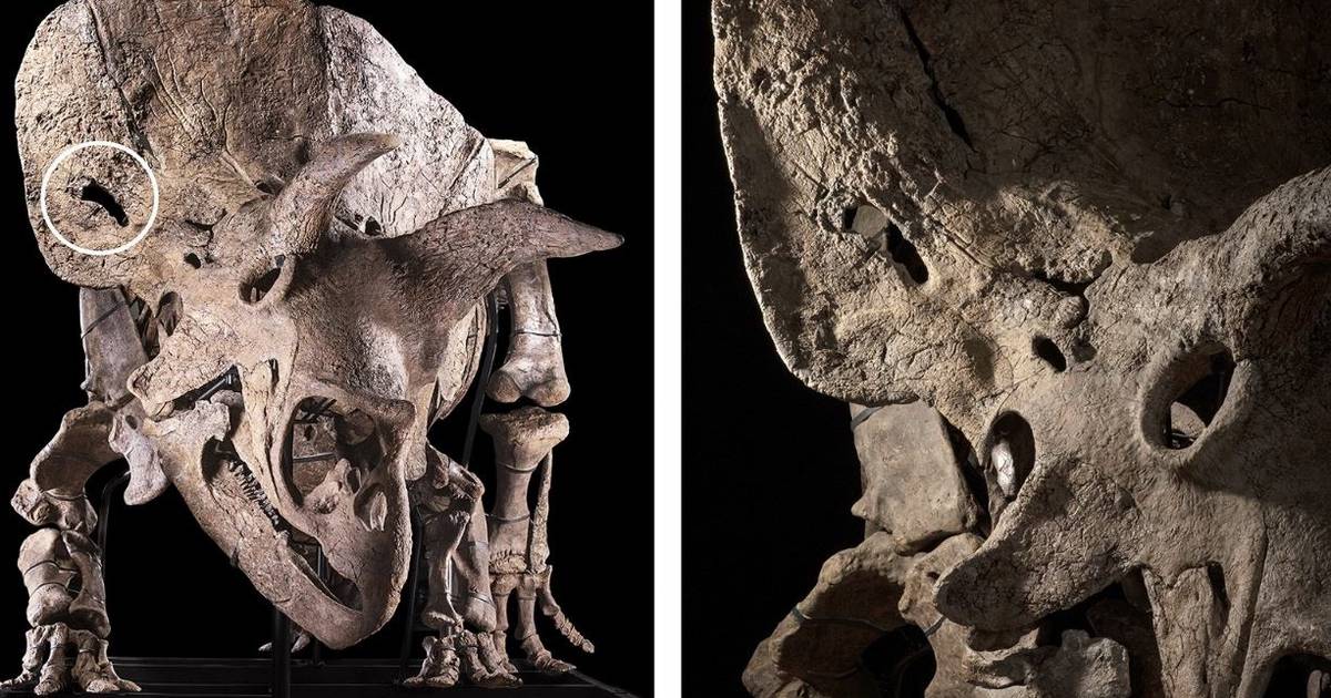 Un conocido triceratops fosilizado presenta lesies de combate – Publimetro México