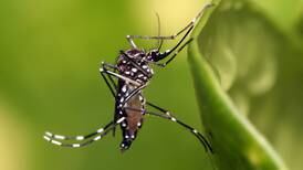 Baja ritmo de contagios de dengue en Querétaro 