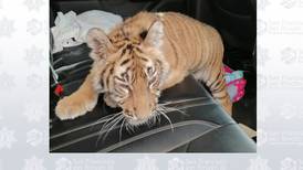 Reportan avistamiento de tigre en Guanajuato; ya fue resguardado