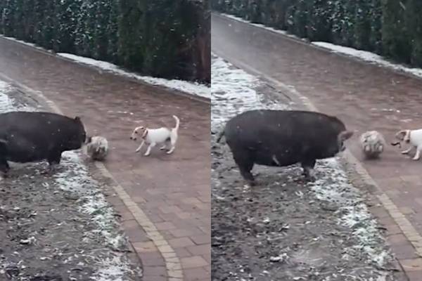 ¡Qué tiernos! Así captan a perrito y un cerdo jugando futbol en la nieve