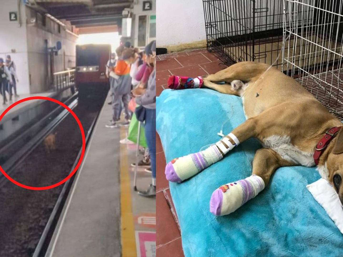CDMX Metro: Rescatan a perro que recorrió más de 4 estaciones por vías del  STCM