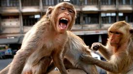 Campal entre ‘pandillas’ rivales de monos moviliza a la policía de Lop Buri en Tailandia