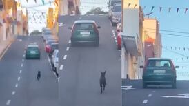 Perrito corre detrás de su dueño tras ser abandonado
