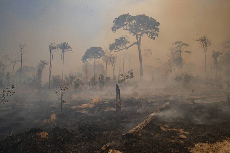 Amazonia: Deforestación récord en el ecosistema de Brasil