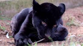 Agua y lodo tóxico provocan la muerte de una cachorra de jaguar en el zoológico de Morelia