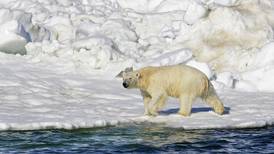 Oso polar mata a mujer y a su bebé en un pueblo de Alaska