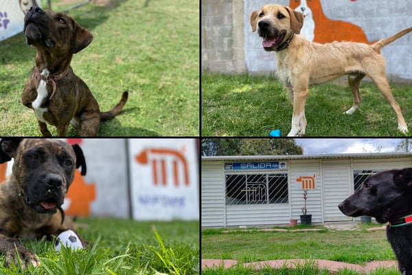 Día del Niño: adopta un perro rescatado del Metro y dale un hogar