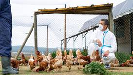 ¿Otra pandemia? OMS confirma primera muerte de una persona por gripe aviar H3N8 en China