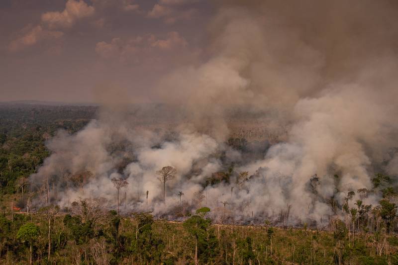 Amazonia sufre en agosto su mayor deforestación desde hace 10 años