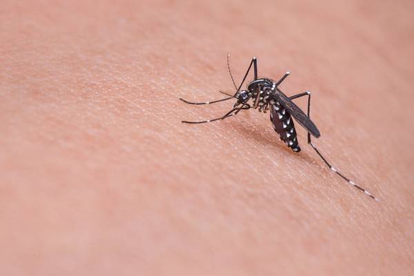 Se disparan casos de dengue en México tras Alerta Epidemiológica de la OMS