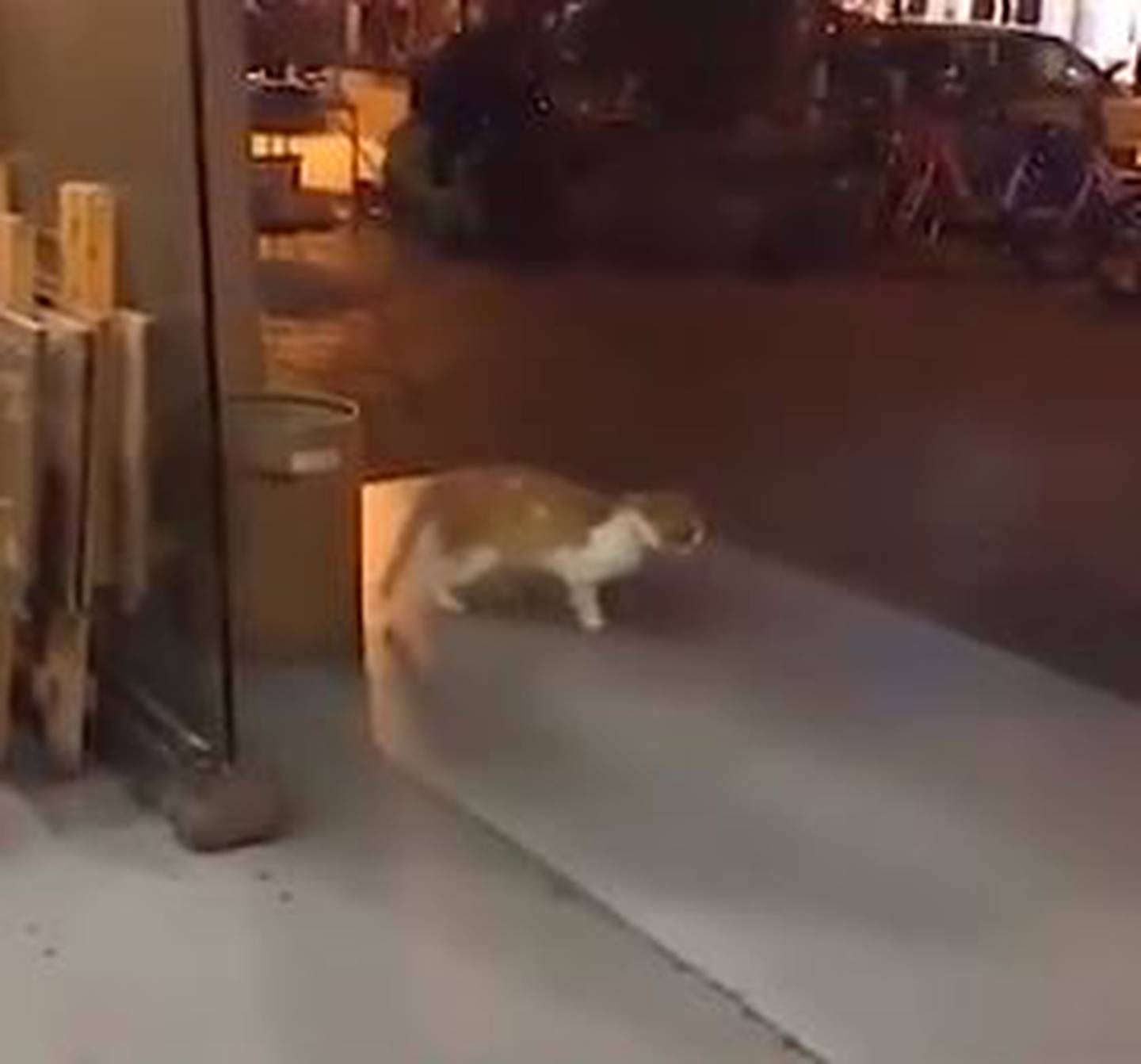 Video de un gato bailando ‘Moonwalker’ es la sensación en Twitter