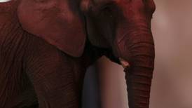 Annie, la elefanta rescatada, se une a Ely y Gipsy en el Zoológico de San Juan de Aragón