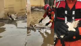 ¡Héroe! Hombre salva a gatito de una inundación y se vuelve viral
