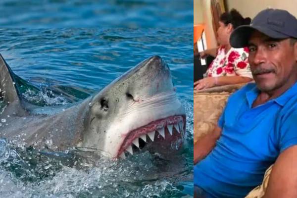 Le arrancó la cabeza: tiburón blanco se come a pescador en Sonora