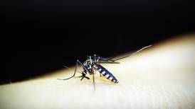Reportan un caso sospechoso de muerte por dengue