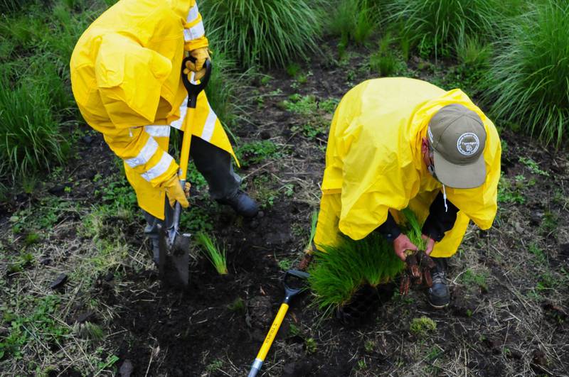 Voluntarios plantan árboles en Tlalpan como parte del programa Reto Verde.