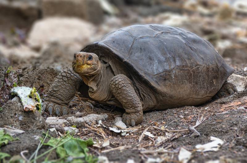 Tortuga: Encuentran tortuga que creían extinta en Galápagos
